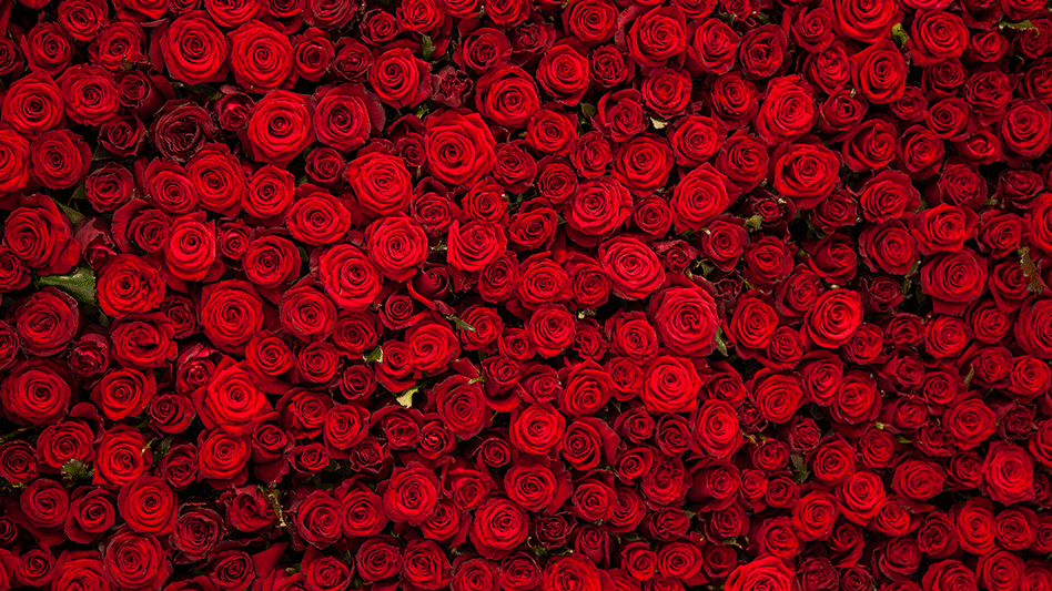 Roses Are Red Pick-Up Lines